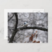 Nuthatch in der Schneekarte Postkarte (Vorne/Hinten)