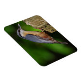 Nuthatch-Kühlschrankmagnet Magnet (Rechte Seite)