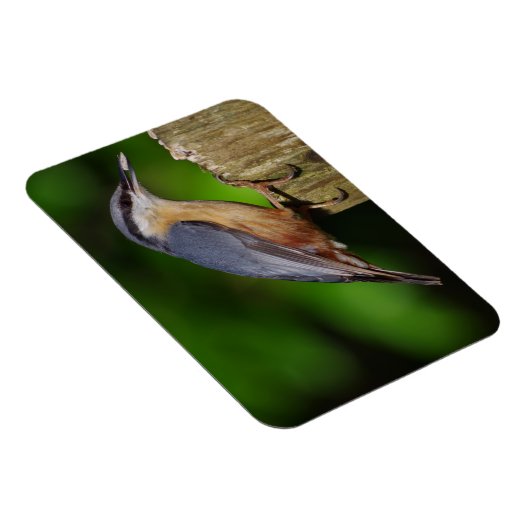 Nuthatch-Kühlschrankmagnet Magnet (Rechte Seite)