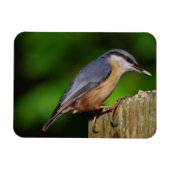 Nuthatch-Kühlschrankmagnet Magnet (Horizontal)
