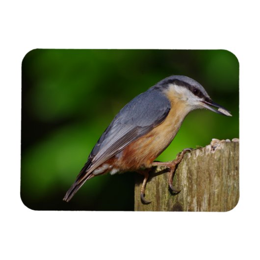 Nuthatch-Kühlschrankmagnet Magnet (Horizontal)