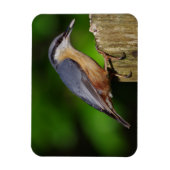 Nuthatch-Kühlschrankmagnet Magnet (Vertikal)