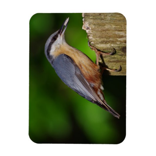 Nuthatch-Kühlschrankmagnet Magnet (Vertikal)