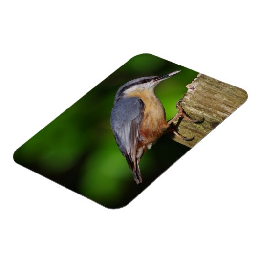 Nuthatch-Kühlschrankmagnet Magnet (Linke Seite)