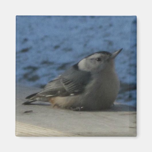 Nuthatch Magnet (Vorne)