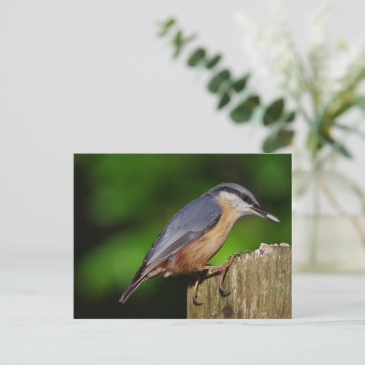 Nuthatch Postcard Postkarte (Stehend Vorderseite)