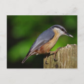 Nuthatch Postcard Postkarte (Vorderseite)