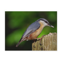Nuthatch Postcard