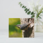 Nuthatch Postcard Postkarte (Stehend Vorderseite)
