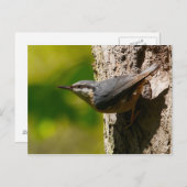 Nuthatch Postcard Postkarte (Vorne/Hinten)