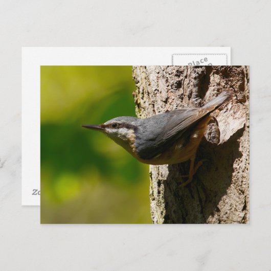 Nuthatch Postcard Postkarte (Vorne/Hinten)