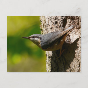 Nuthatch Postcard Postkarte