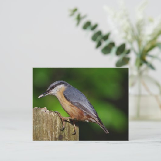 Nuthatch Postcard Postkarte (Stehend Vorderseite)
