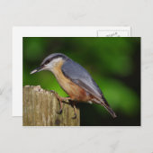 Nuthatch Postcard Postkarte (Vorne/Hinten)