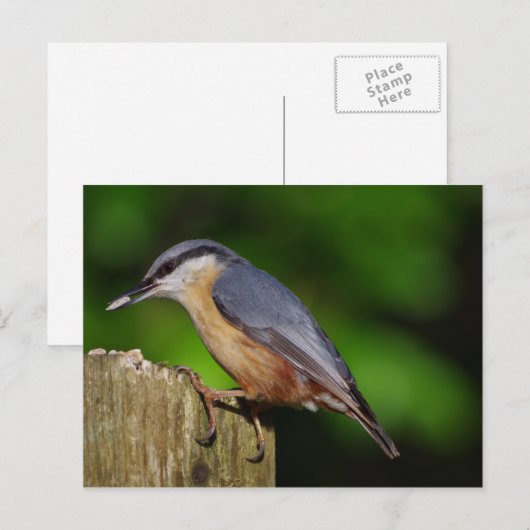 Nuthatch Postcard Postkarte (Vorne/Hinten)