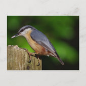 Nuthatch Postcard Postkarte (Vorderseite)