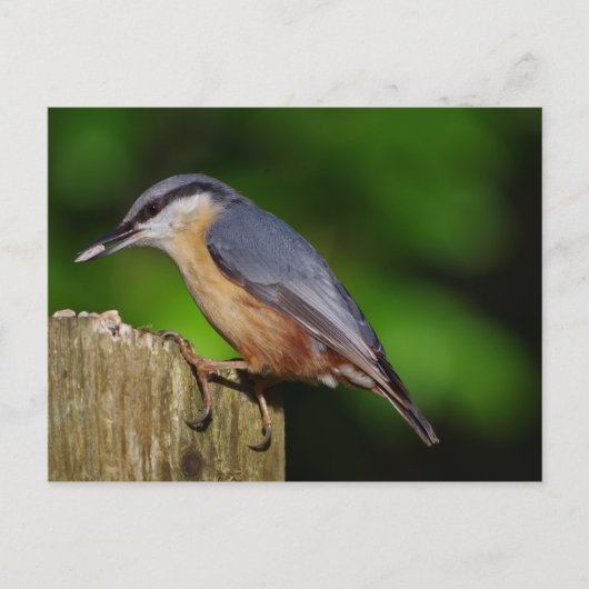 Nuthatch Postcard Postkarte (Vorderseite)