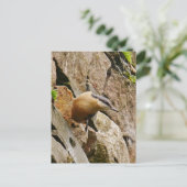 Nuthatch Postcard Postkarte (Stehend Vorderseite)