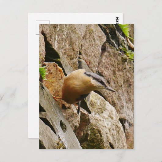 Nuthatch Postcard Postkarte (Vorne/Hinten)