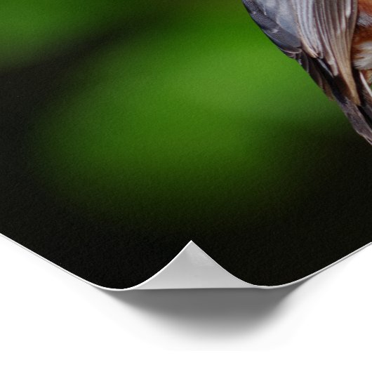 Nuthatch Poster (Ecke)