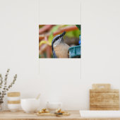 Nuthatch Poster (Küche)