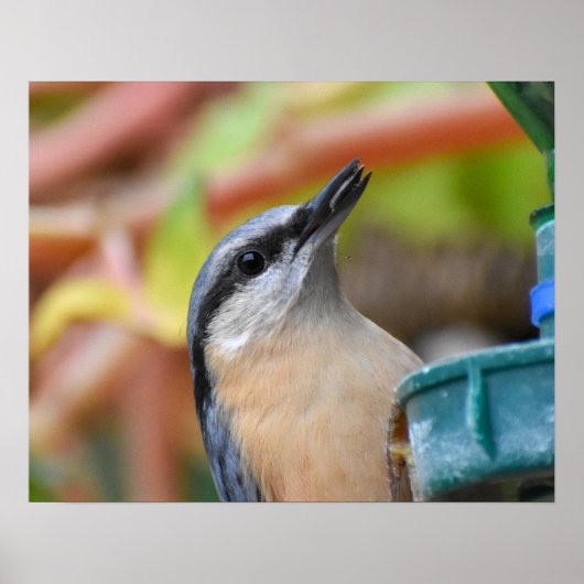 Nuthatch Poster (Vorne)