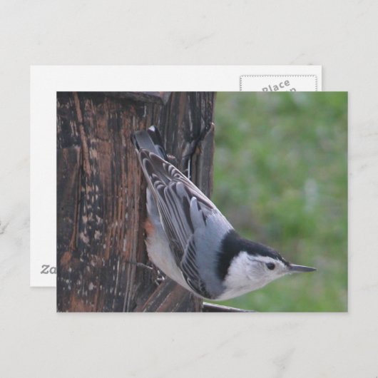 Nuthatch Postkarte (Vorne/Hinten)