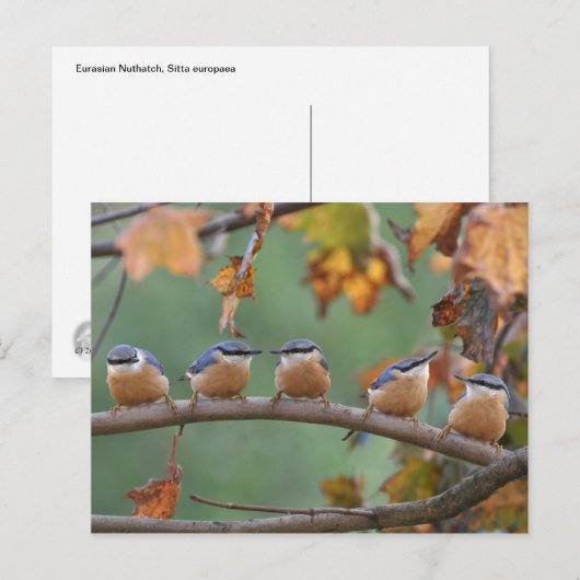 Nuthatch-Postkarte Postkarte (Vorne/Hinten)