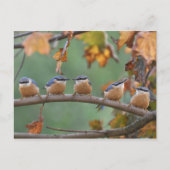 Nuthatch-Postkarte Postkarte (Vorderseite)