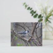 Nuthatch-Postkarte Postkarte (Stehend Vorderseite)