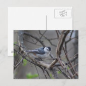Nuthatch-Postkarte Postkarte (Vorne/Hinten)