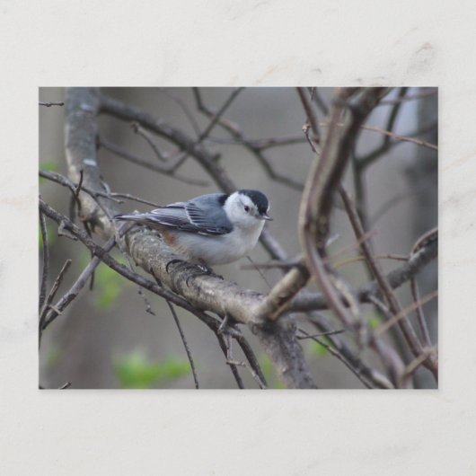 Nuthatch-Postkarte Postkarte (Vorderseite)