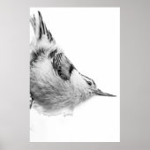 Nuthatch, White Bird Fotografie Poster (Vorne)