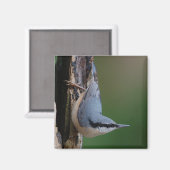 Nuthatmagnet Magnet (Vorderseite/Rückseite)