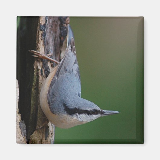 Nuthatmagnet Magnet (Vorne)