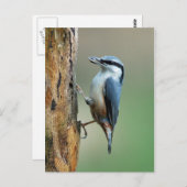 Nuthatsch mit Sonnenblumenkerne Postkarte (Vorne/Hinten)