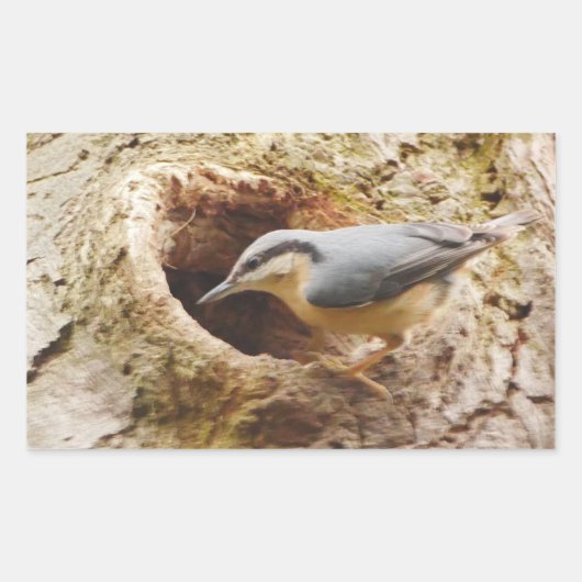 Nuthatsch und Speckhalle Rechteckiger Aufkleber (Vorderseite)