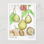 Nutmeg Medicinal Materia Medica Kräuterstudie Postkarte (Vorderseite)