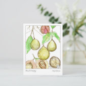 Nutmeg Medicinal Materia Medica Kräuterstudie Postkarte (Stehend Vorderseite)