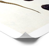 Nutmeg, plate 8, aus "Collection Precieuse et Enl Poster (Ecke)