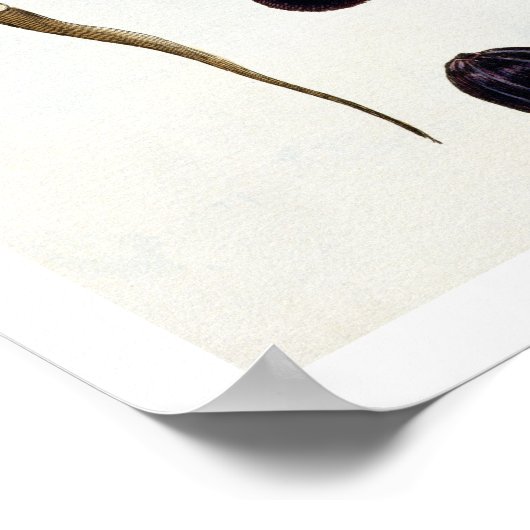 Nutmeg, plate 8, aus "Collection Precieuse et Enl Poster (Ecke)