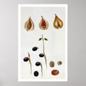 Nutmeg, plate 8, aus "Collection Precieuse et Enl Poster (Vorne)