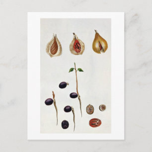 Nutmeg, plate 8, aus "Collection Precieuse et Enl Postkarte