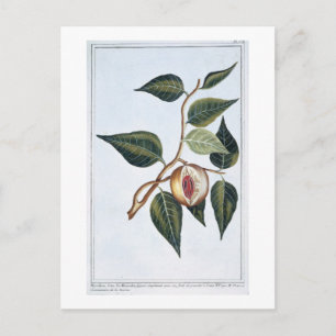 Nutmeg, Platte 7, aus "Collection Precieuse et Enl Postkarte