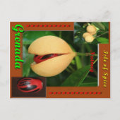 Nutmeg Postcard Postkarte (Vorderseite)