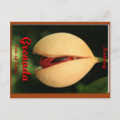 Nutmeg Postkarte (Vorderseite)