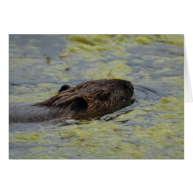 "Nutria Swimming"-Grußkarte (Vorderseite (Horizontal))