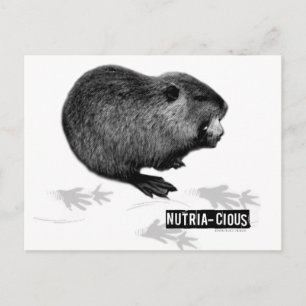 Nutrichte Nutria Postcard Postkarte