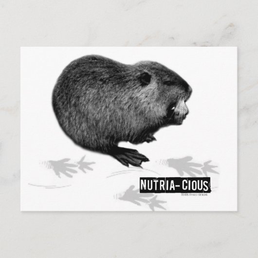 Nutrichte Nutria Postcard Postkarte (Vorderseite)