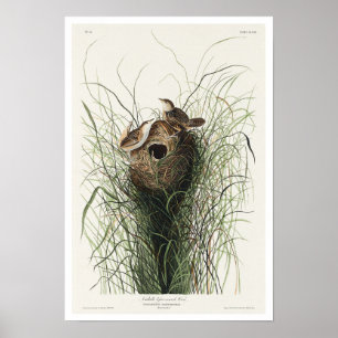 Nuttall's kleiner Marsh Wren von Audubon Poster